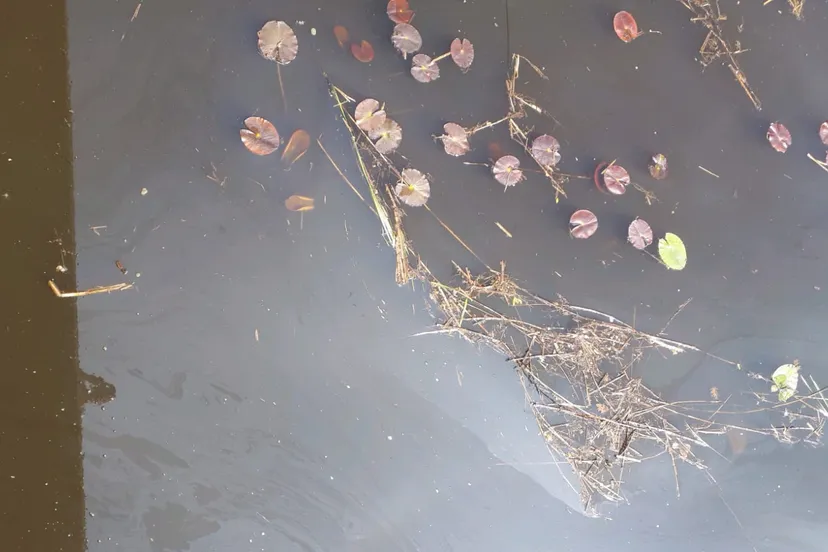 olie denekamp kanaal