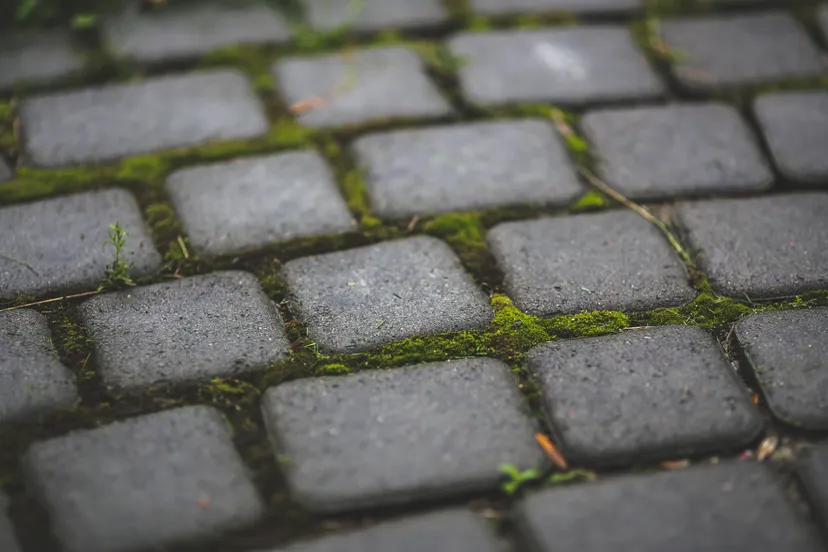 paving stones with moss 6083