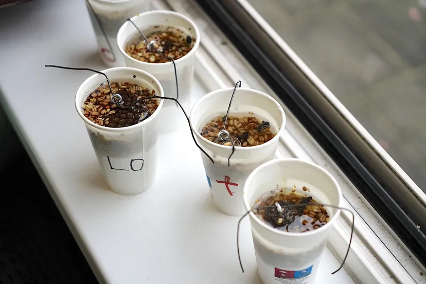 vogelproject noord deurningen vetbollen