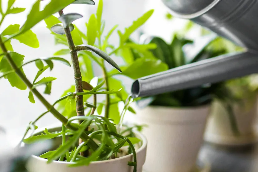 pexels-polina-tankilevitch-4440534