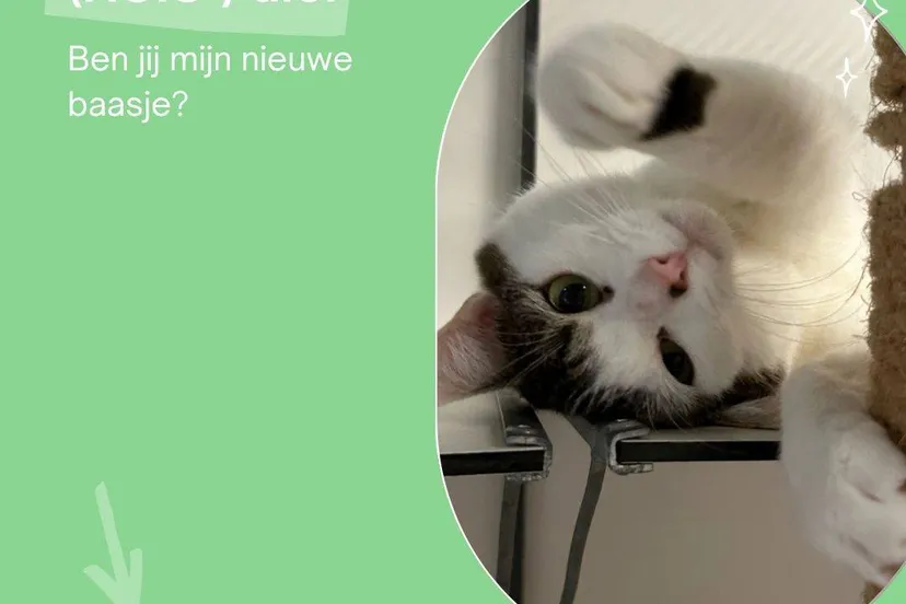 tutie