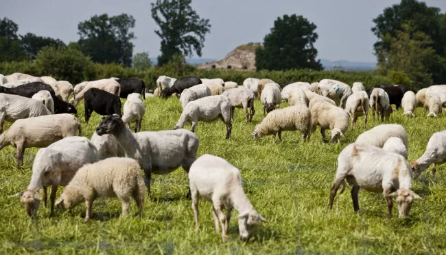 akf78sa7m3jqyx9vlt3qpnewn schapen