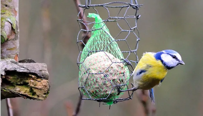 bctds50txftqblf8rever3xjs vogel