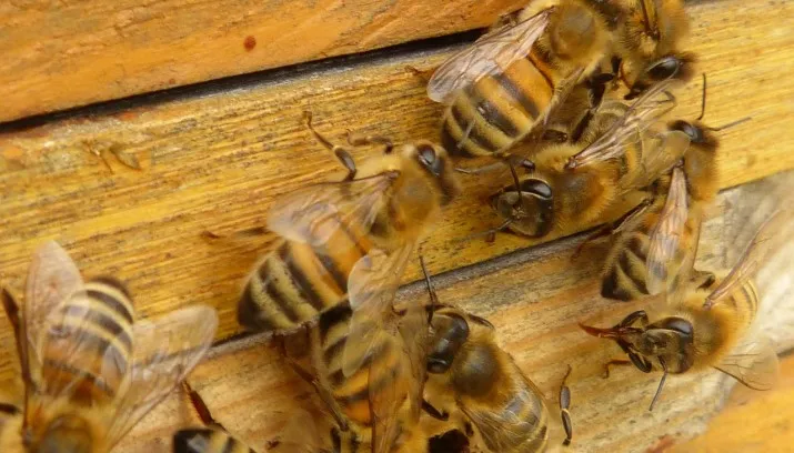 bees 60185 1280 bijen 715x408