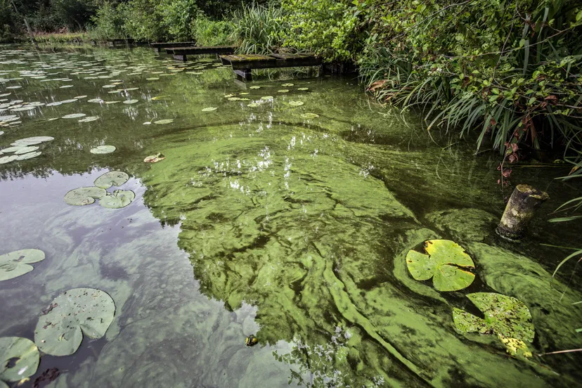 brabantse delta blauwalgen