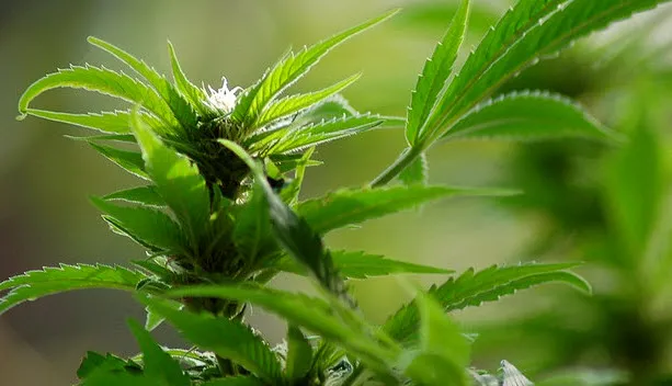 cp7uhq12vygrz7ldycet2j4su hennep3