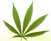 d1n1oeokxgo59nh0412n5vzbc 57012