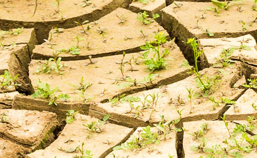 droogte
