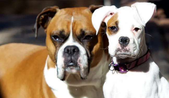 e0x8t9hb153fcwu7e8qr1jxql hond2