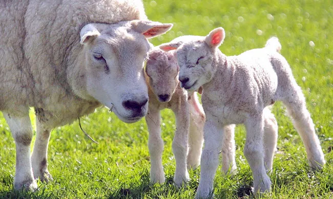 fjz8dkulnm9aw97uby5ua3yl6 lente