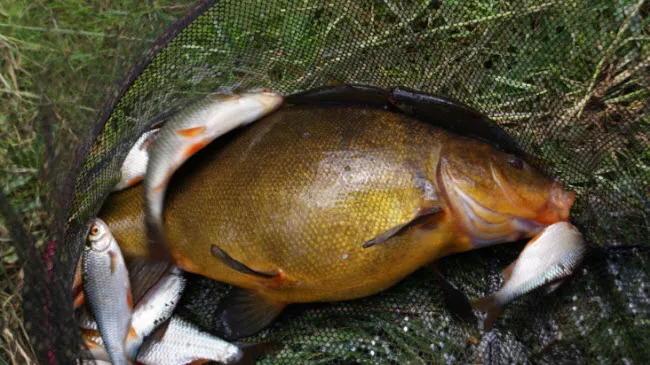 fxaieqf2mjkox240kdoqibdxh vis