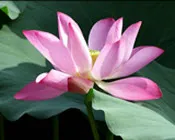 hdd154n4bryd0ds4shsuoxys5 53845