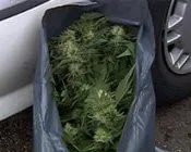 hfqvlr019dt7v6zhqelbr17l8 39156