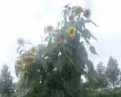 hilu4pkjegfh4wvpl2sh8ymyn 23346