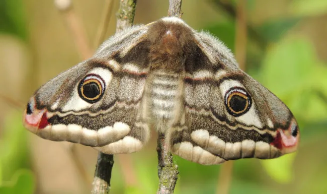 i4p0ipi16702ntz0wwdwswmrd nachtpauwoog