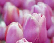 jemyttmcv350kispi836arjac 16774