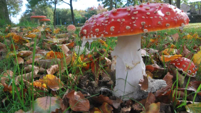 kceldztkhlq8nj9zo2bcnm7y8 herfst4