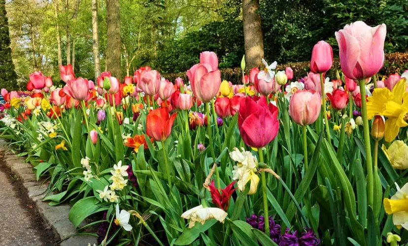 keukenhof