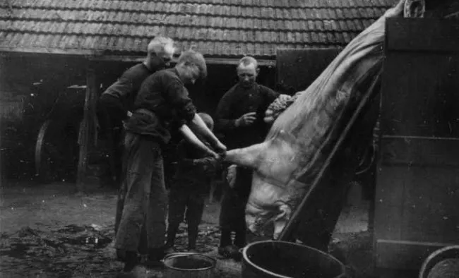 ldmpcnmo7rq0v5my5hmdtef1k slachting