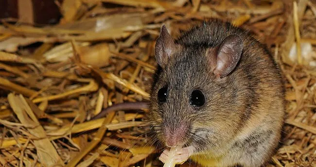 mkqyg53dpgcbwk258zpd0faap muis