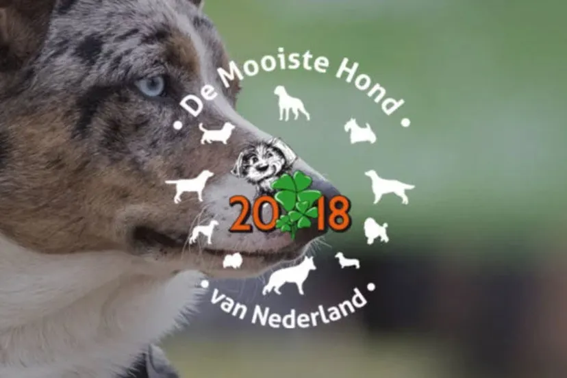 mooistehond