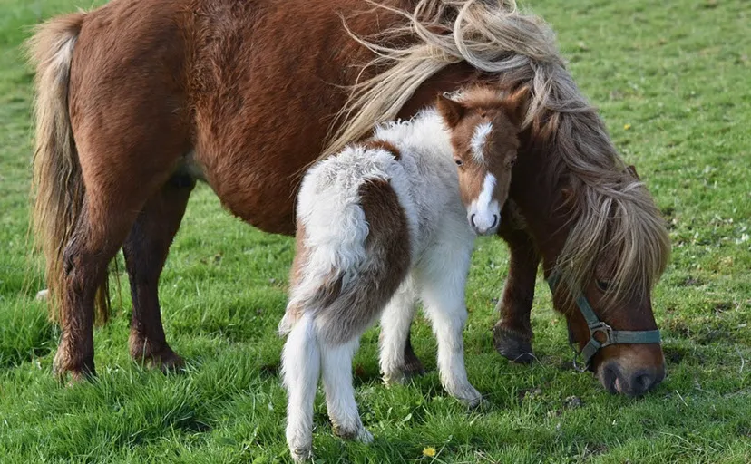 pony