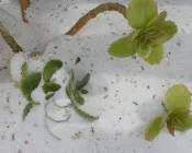 rlaebs7vpqpxju8kt129bwrit 178016