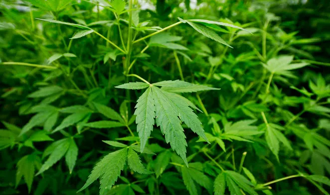 sa7gd854gxe7xdmgo95smi0qx hennep4