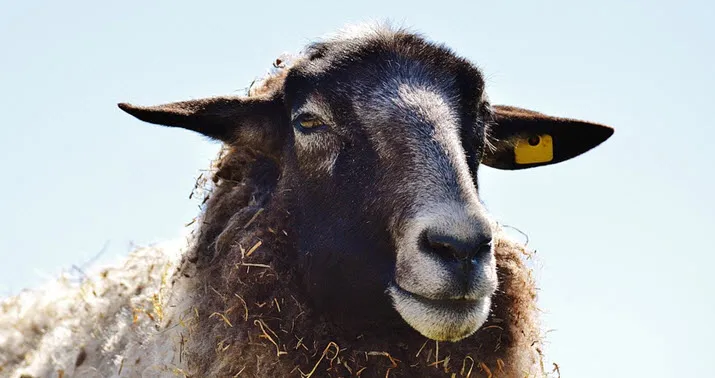 schaap