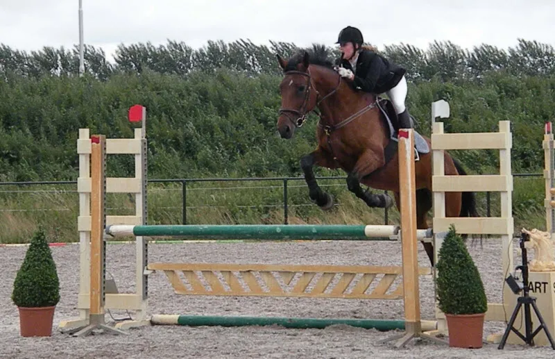 umcql9ww8ny8d36t192vrb99e paard paarden sport