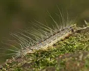 w2bifc8xmbqjrhdho8aftogal 155984