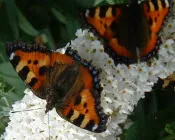 wjvsep6cezftul9x0dsmg9fvc 164609