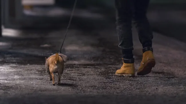 wvk1t0qf6pj81cvv81e5qu4ib waaks1