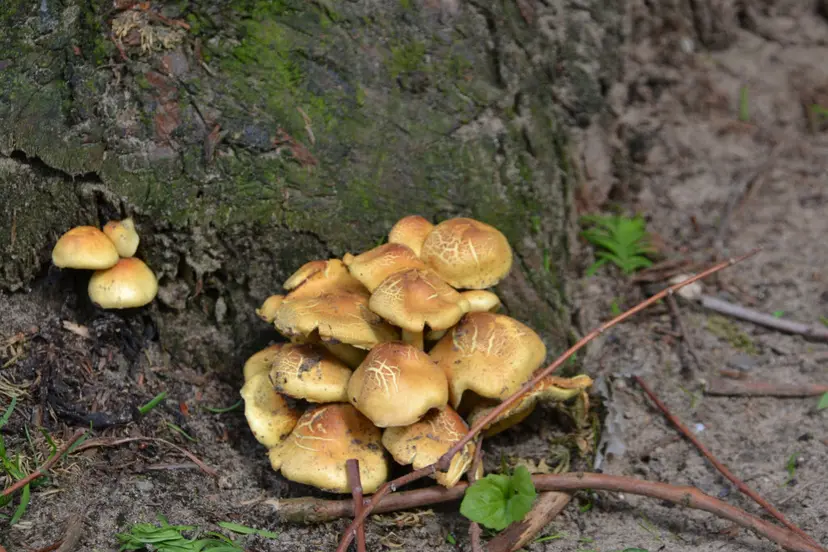 wzwhisqme66xdq6s6hyc0i7w1 paddestoelen