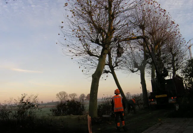 xaf8rbova38q9edxszpifungi platanen 2