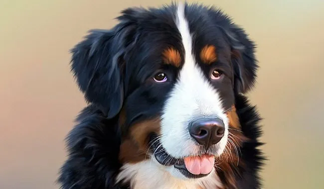 xz3nvfae1u497u6h9pnapvymu hond3