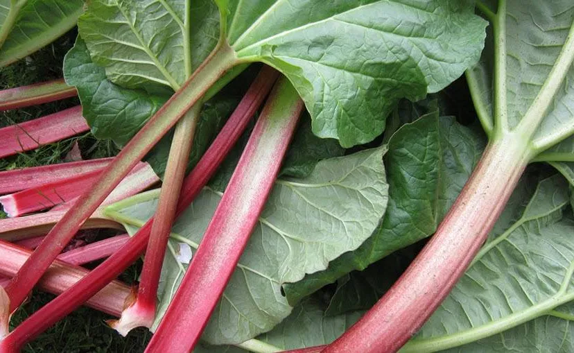 rabarber2
