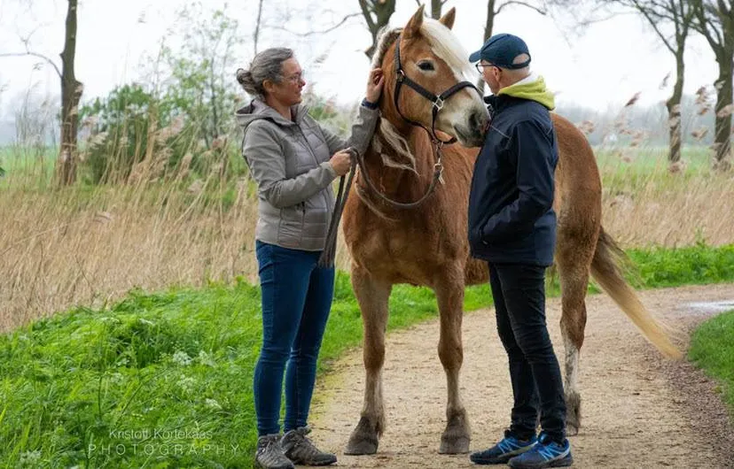 paarden