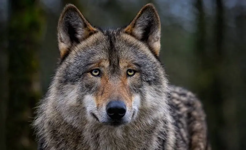 wolf