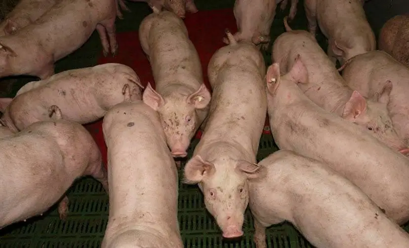 varkens