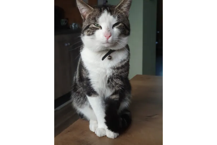 1686132-ta1iozq3-ds-1