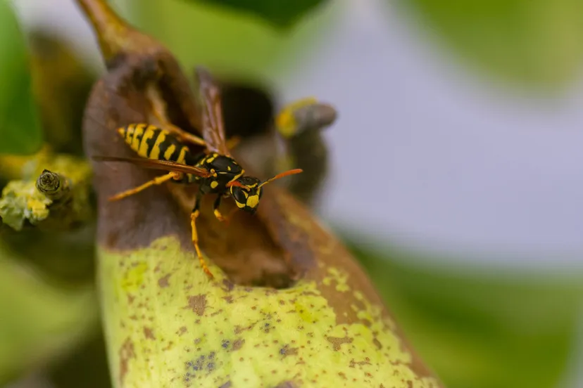 A Franse veldwesp fruit - Yavanna Aartsma