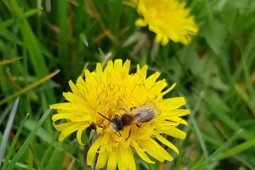 bij-bijentelling-petrascheutjens