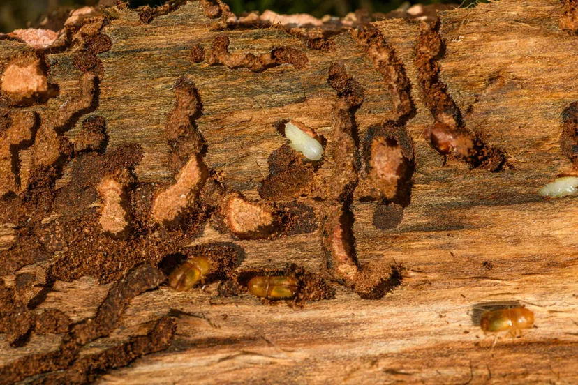 dr-rechtenvrije-afbeelding-homedeal-houtworm-scaled