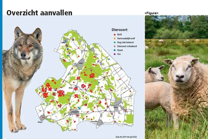 drenthe-wolf