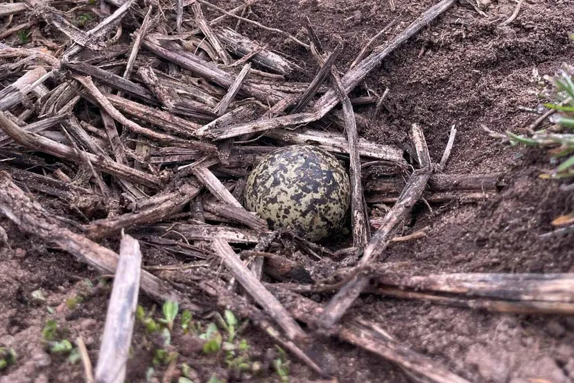 eerste-kievitsei-drenthe-2025