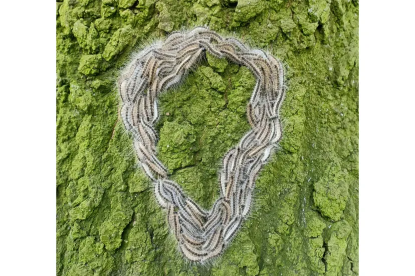 eikenprocessierups-pixabay