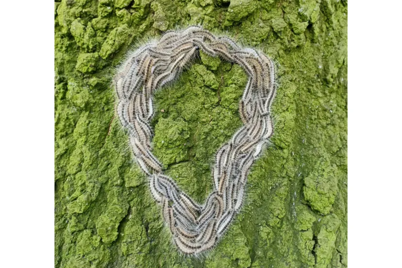 eikenprocessierups-pixabay