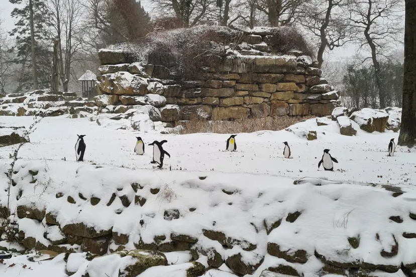 emmen-pinguins-noorderdierenpark
