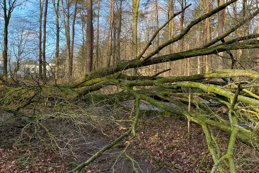 fietspademmenkevinnicholson1